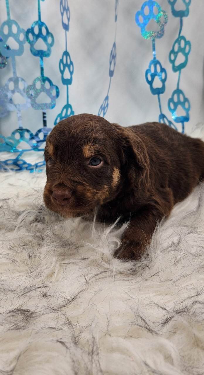 6 Mini Aussidoodles image 2