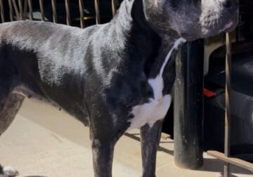 APBT sweet Bella for adoption