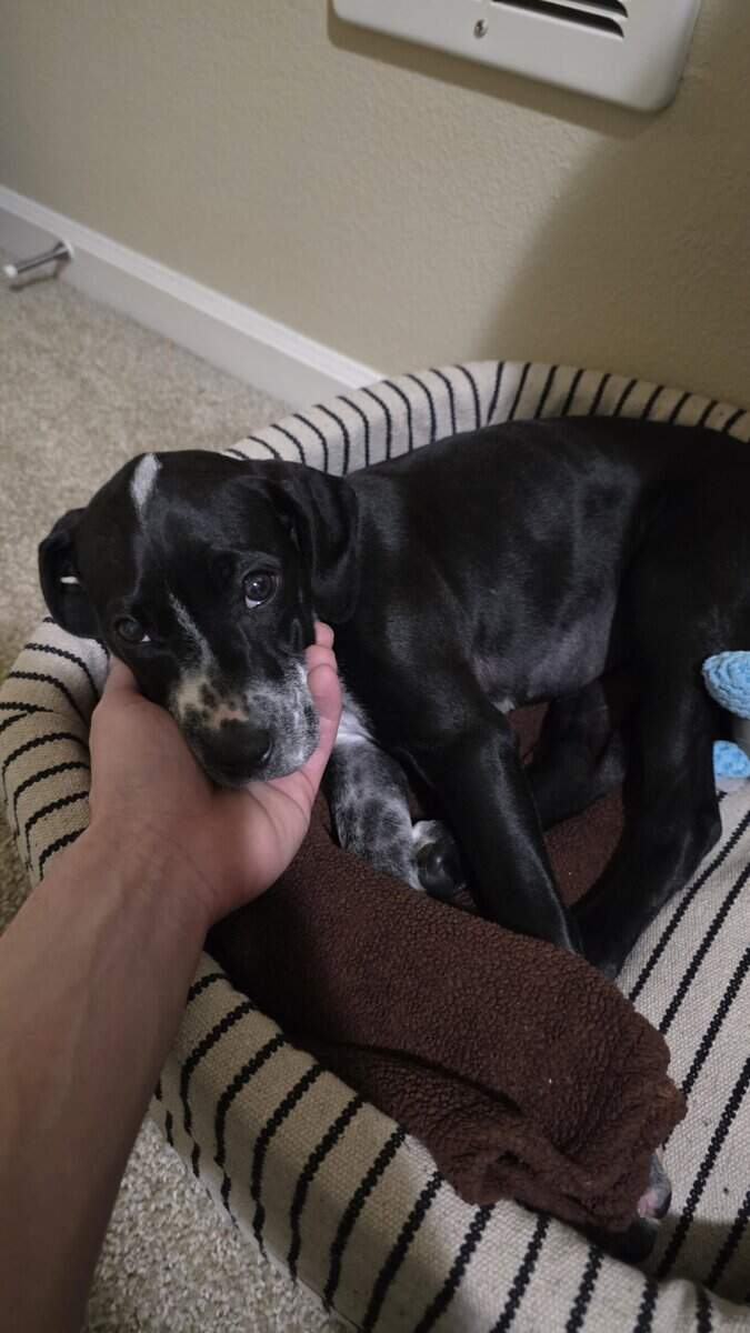 Beautiful German Shorthair Pointer Female 11 weeks image 1