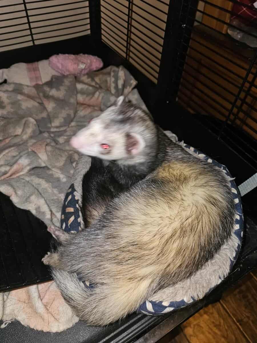 2 sweet male sibling ferrets for rehoming image 10