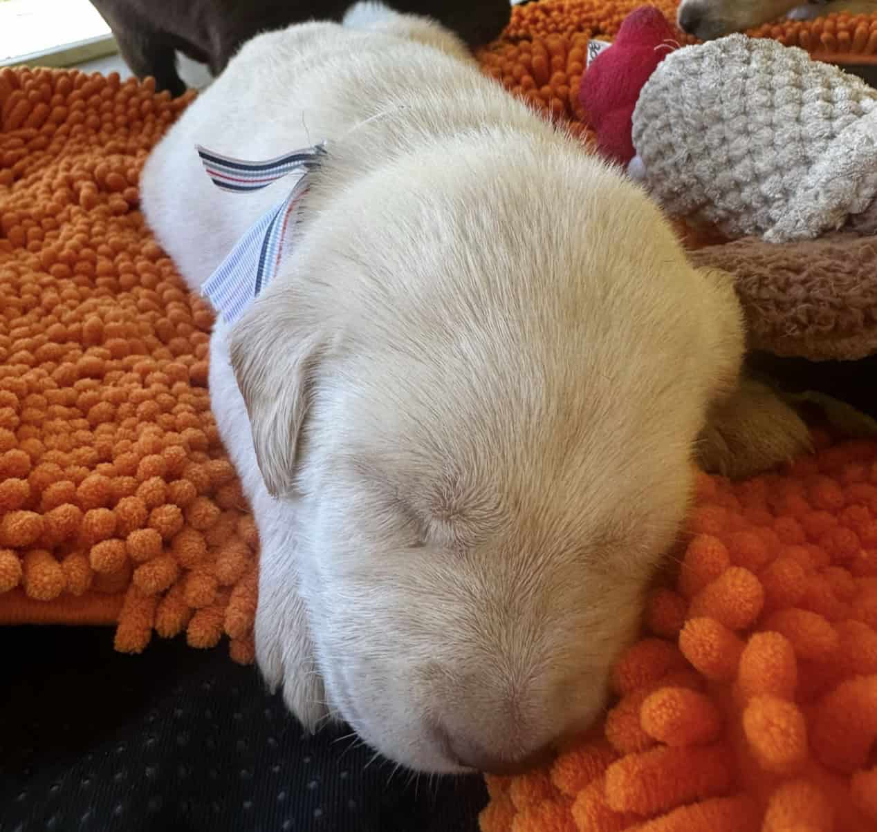 Labrador puppies image 4