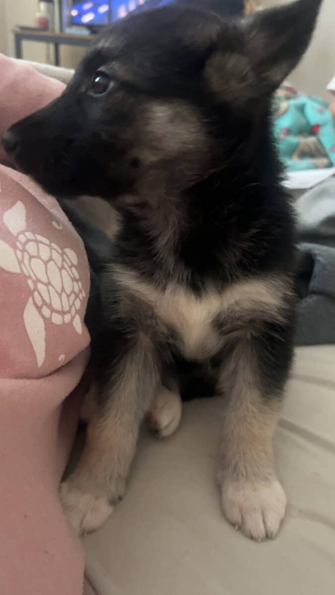 Lily playful pup image 2
