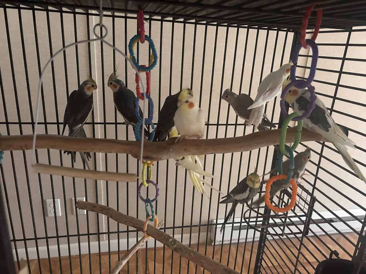 Cockatiel for sale image 15