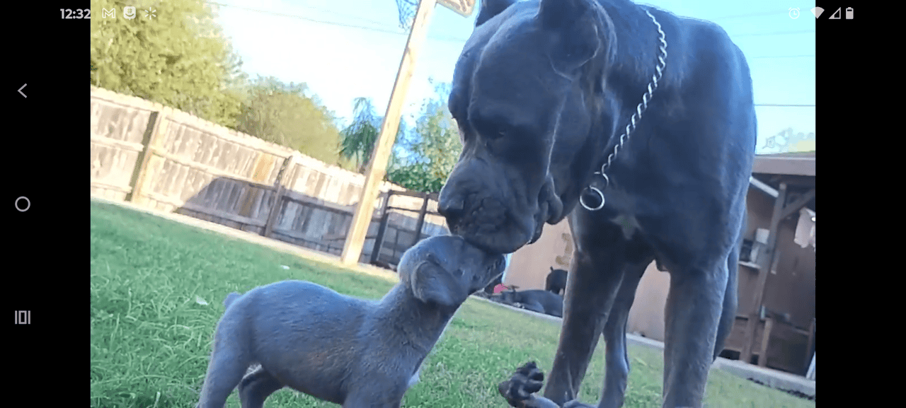 🐾 Cane Corso Puppies — Blue & Grey 💙 image 11