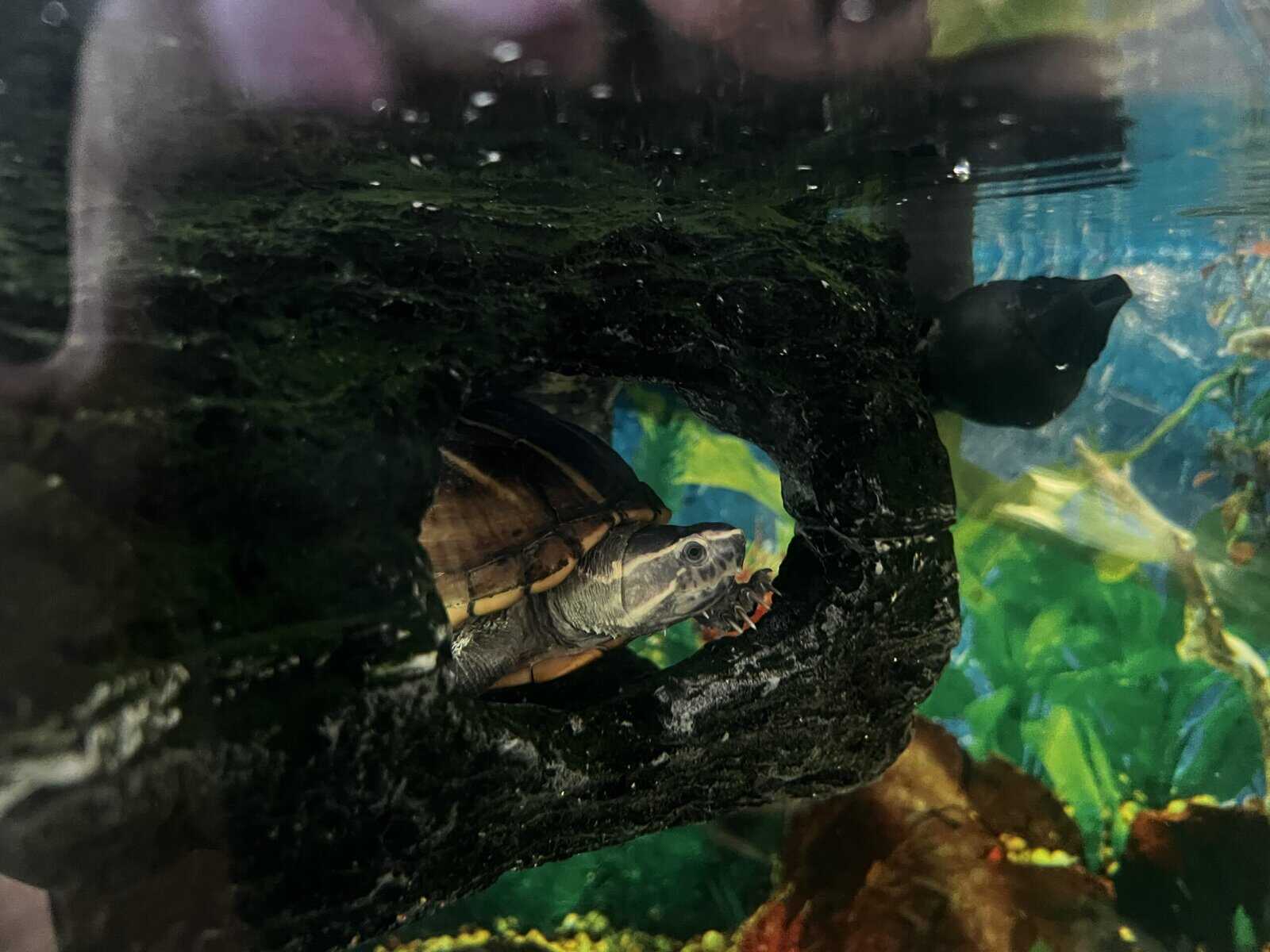 Turtles lost there mom to cancer image 8