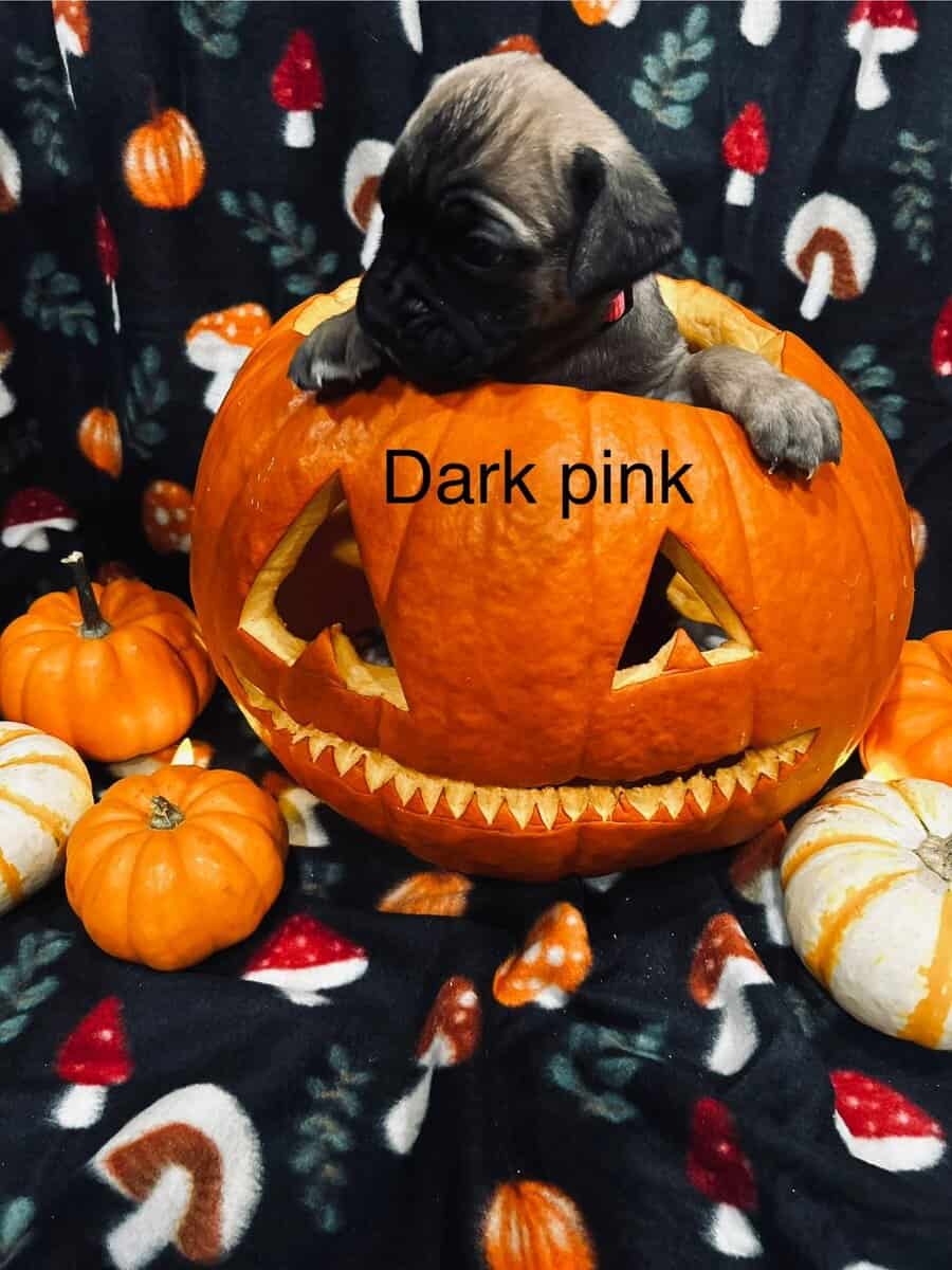 CCC's Kennel Cane Corso Puppies image 18