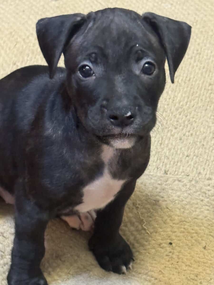 Pitbull Puppies image 3