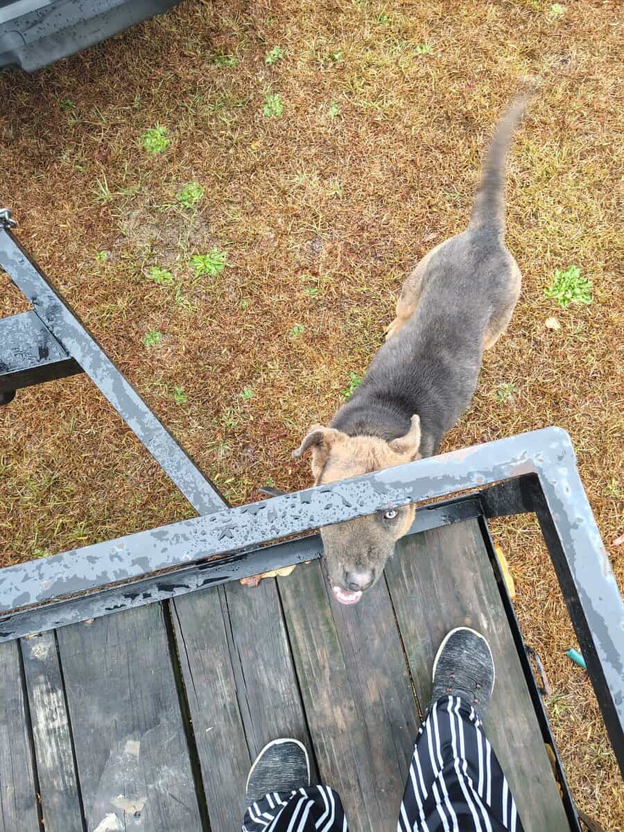 11 month old German shepherd mix image 4