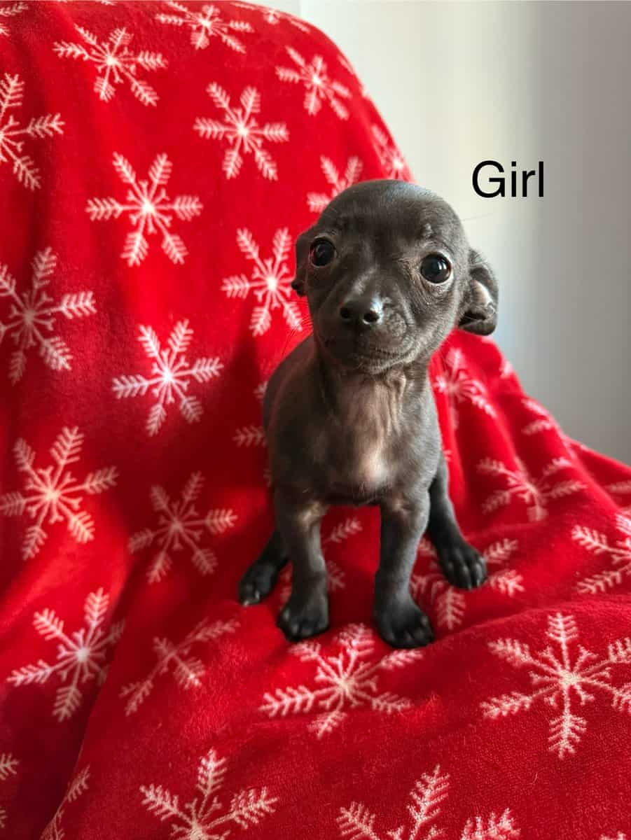 Chihuahua mix puppies looking for a home image 1