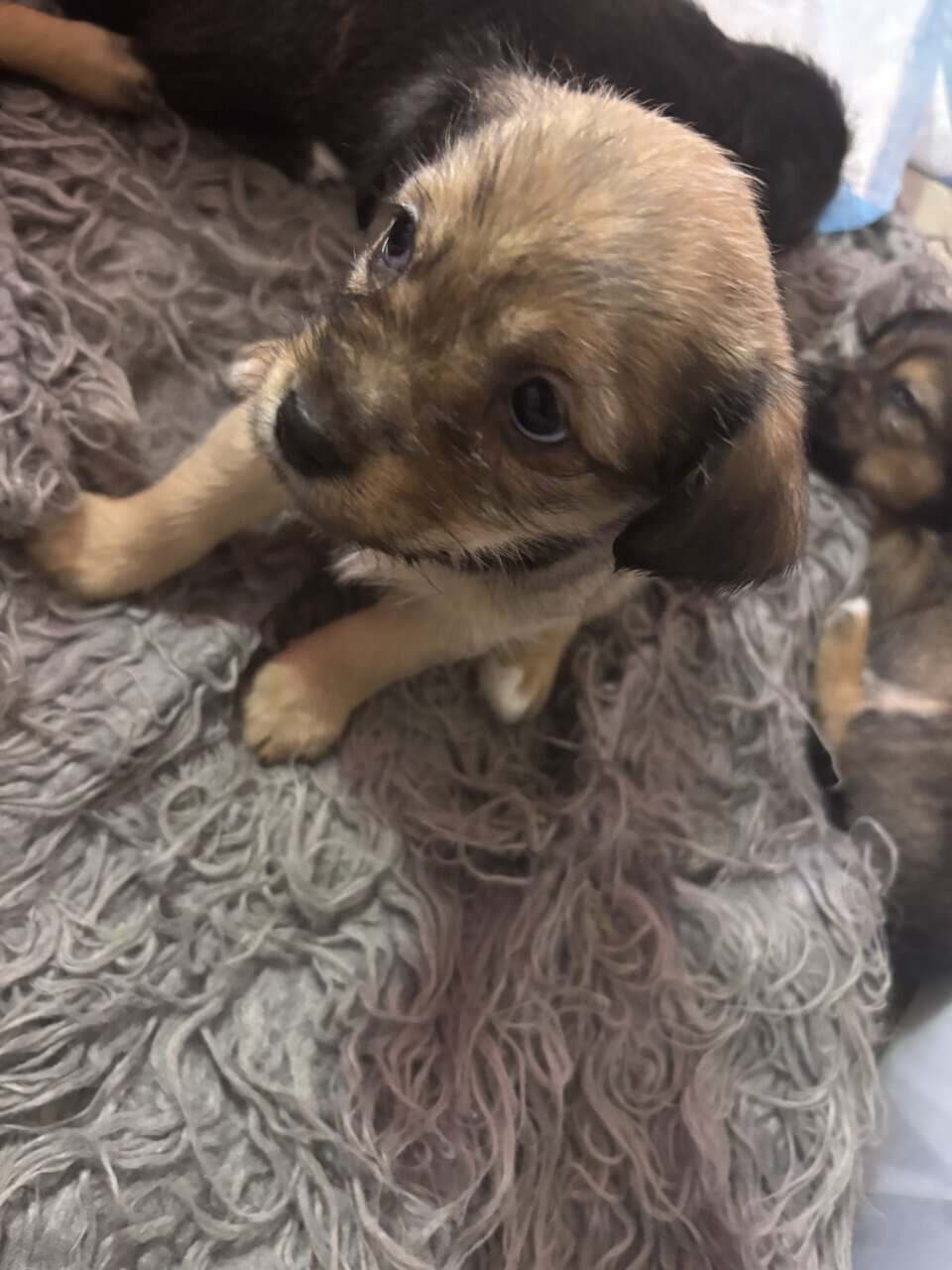 Patterdale terrier mix haizel image 3
