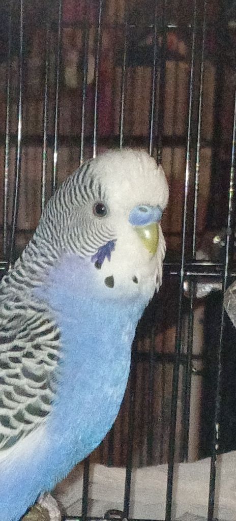 4 Dark blue friendly male budgies (35 ea.) image 7