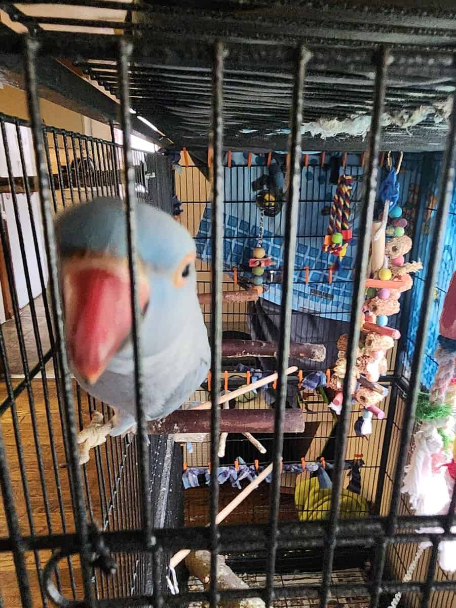 2yr old Cobalt blue indian ringneck image 13