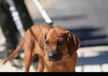 Rhodesian Ridgeback male