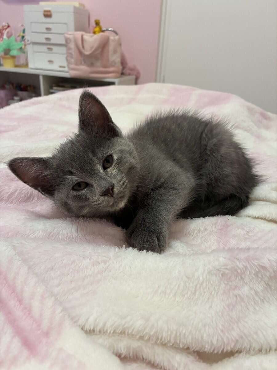 Kittens need a home image 2