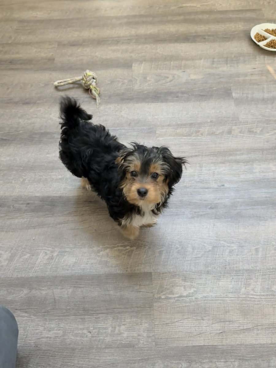 Morkie puppy image 4