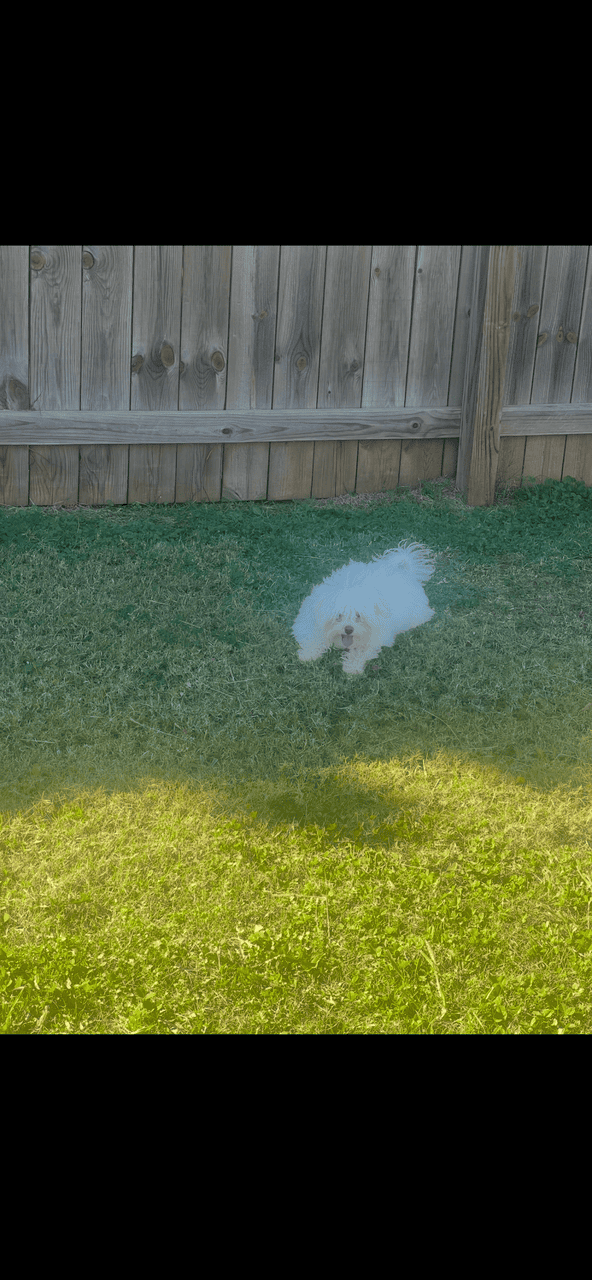 Maltipoo image 2