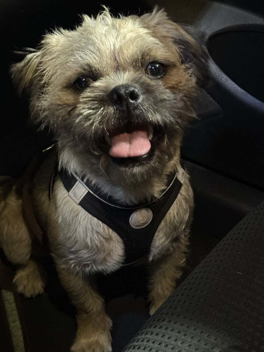 FREE TO A LOVING HOME – Affenpinscher/Shih Tzu Mix image 2