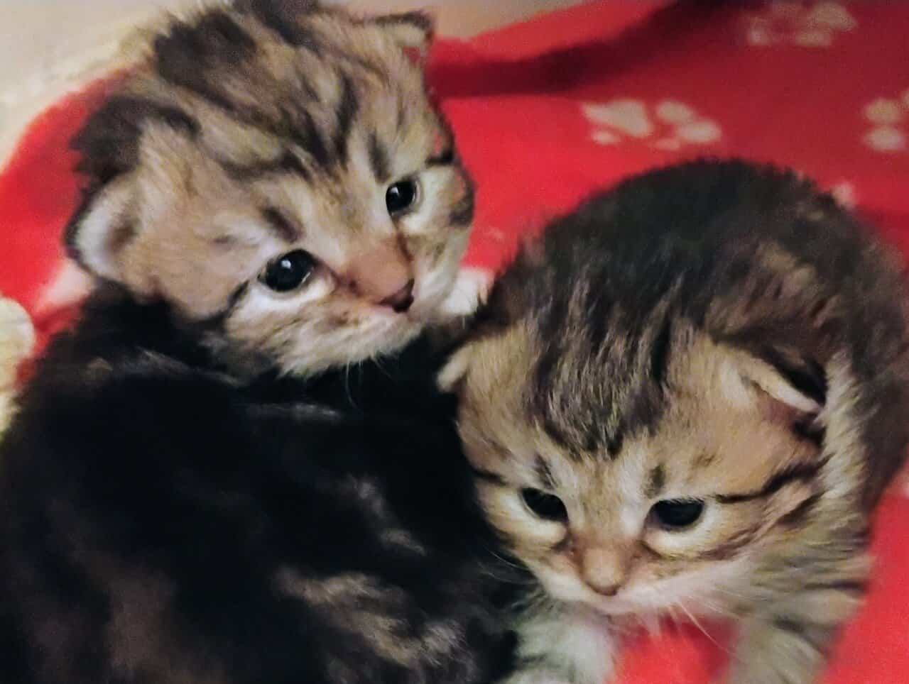 Siberian kittens image 4