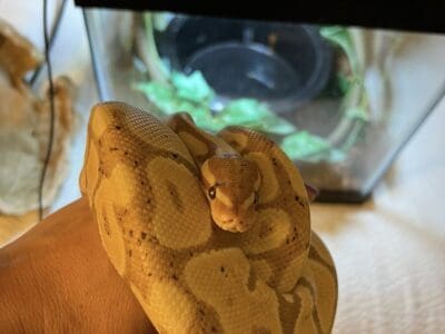 Banana Ball Python