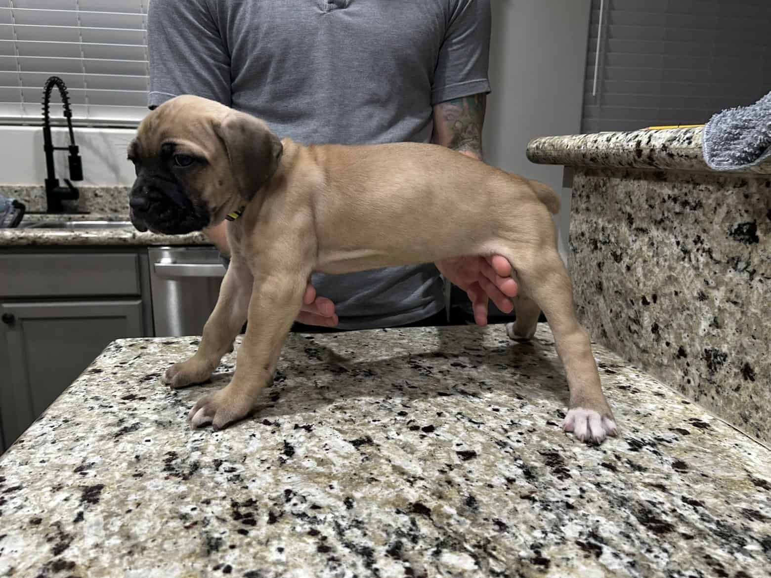 CCC's Kennel Cane Corso Puppies image 3