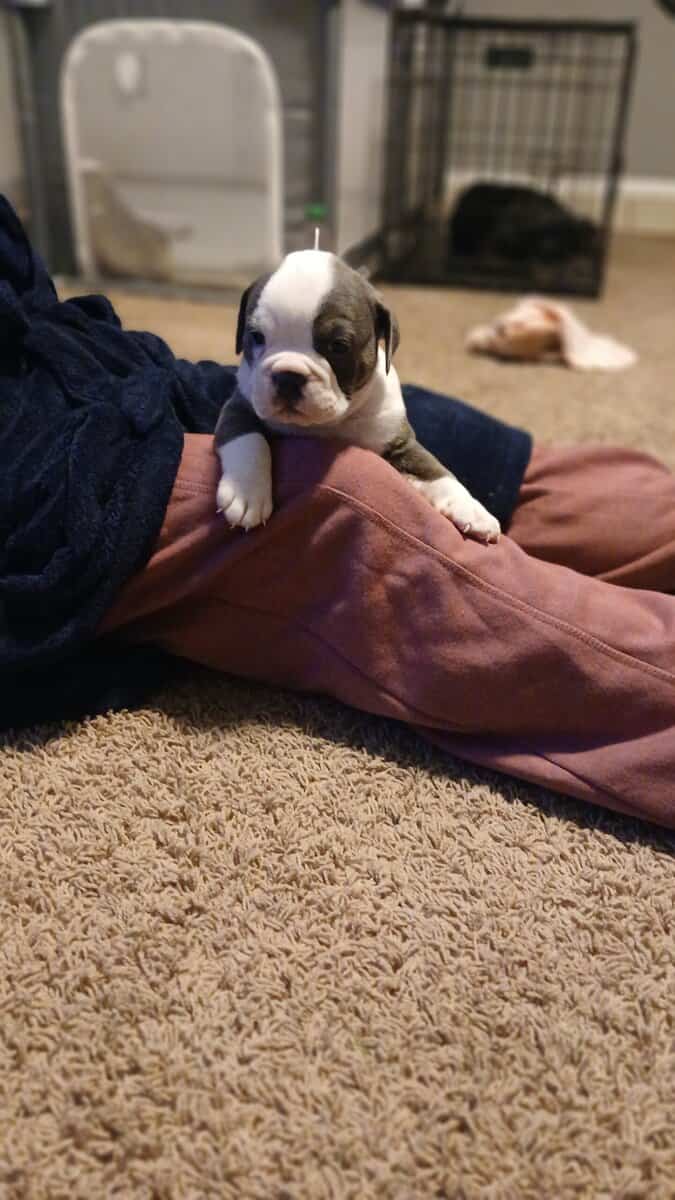 Christmas Puppies image 22