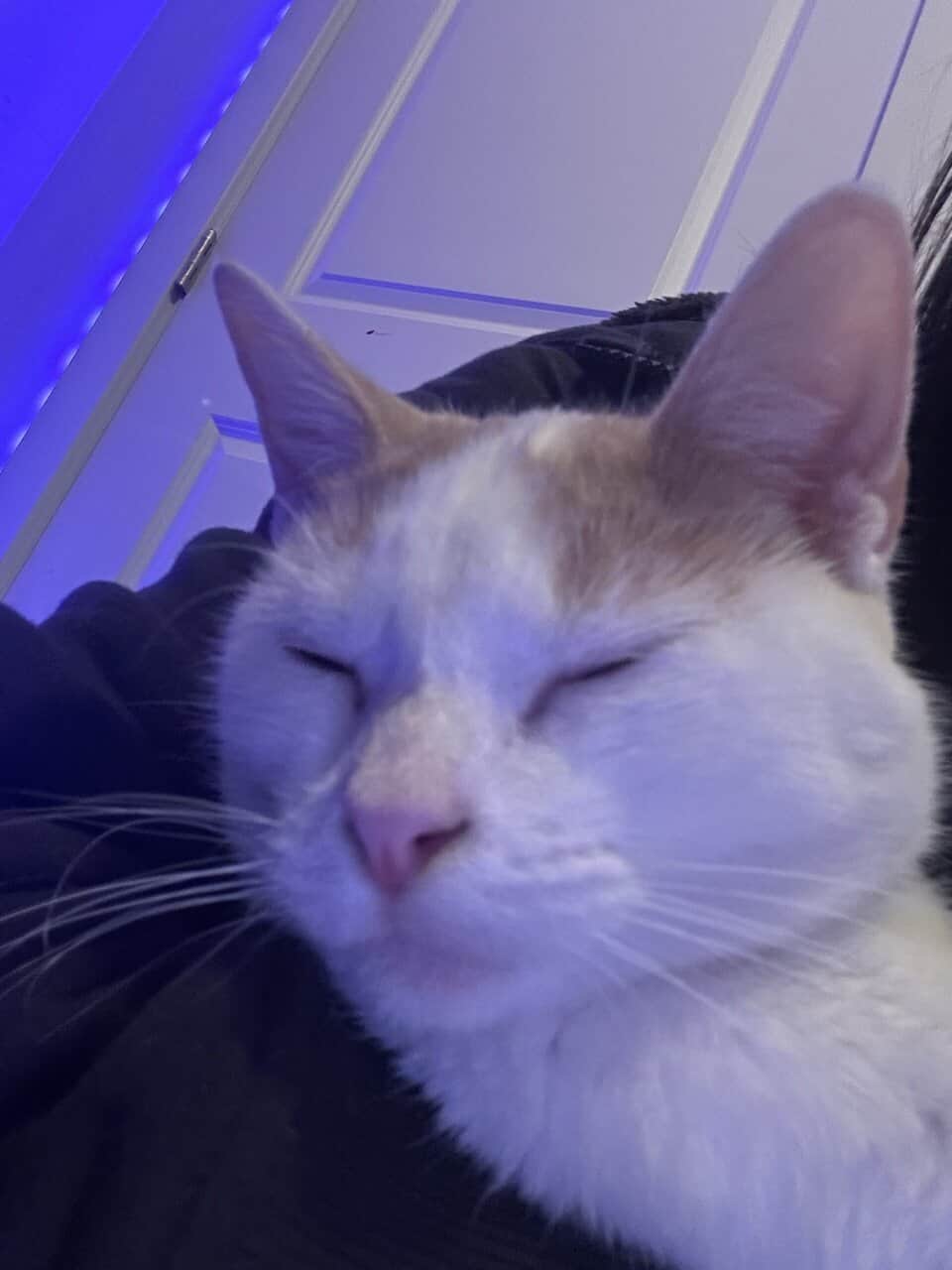 Cat for sale!! image 9