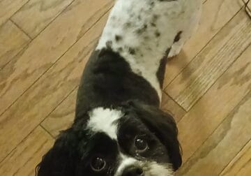 Looking for a great home for our Shih tzu