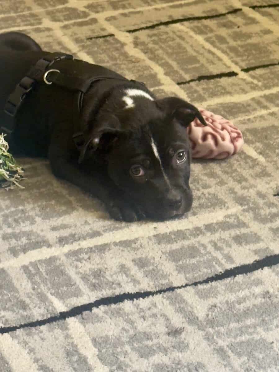 🐾 Lab Mix Puppy — 13 Weeks Old image 3