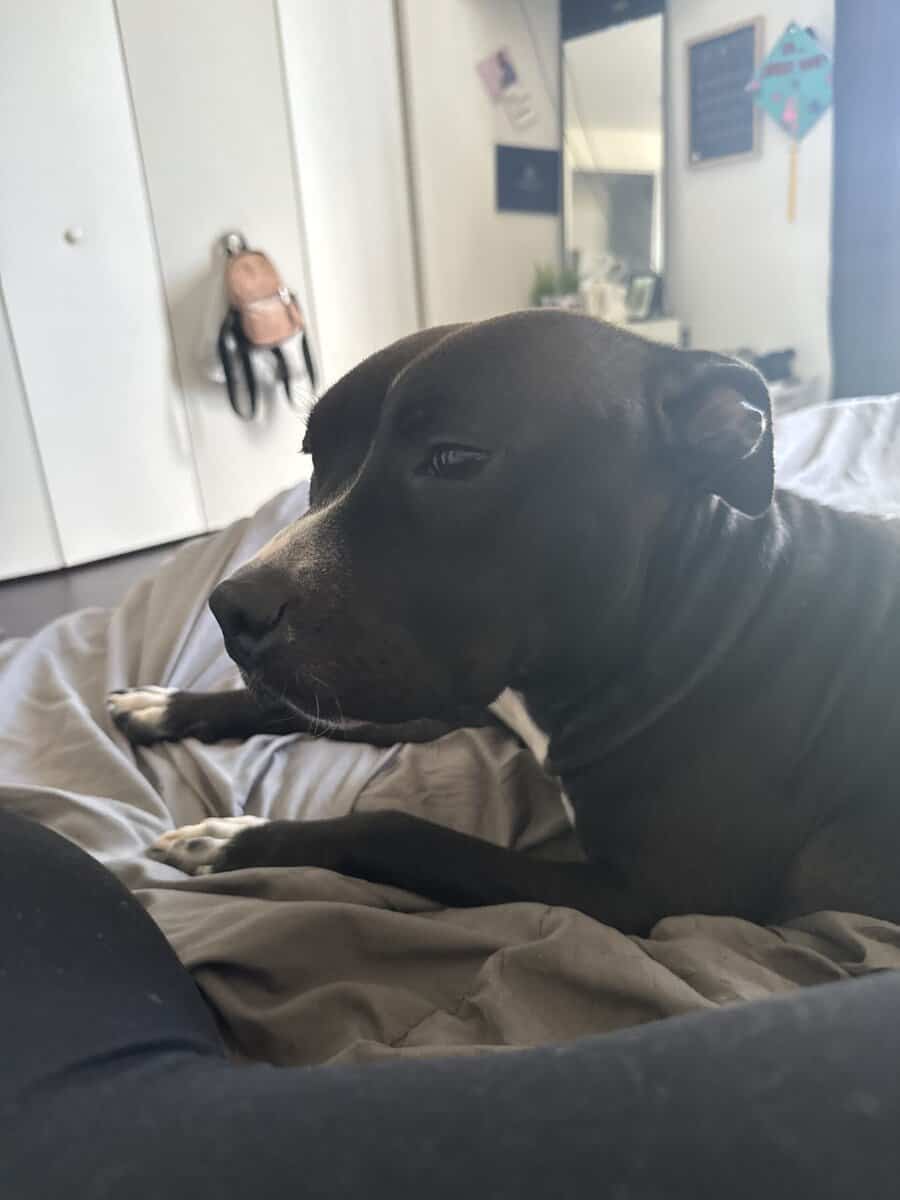 Chicken - pitbull lab mix image 2