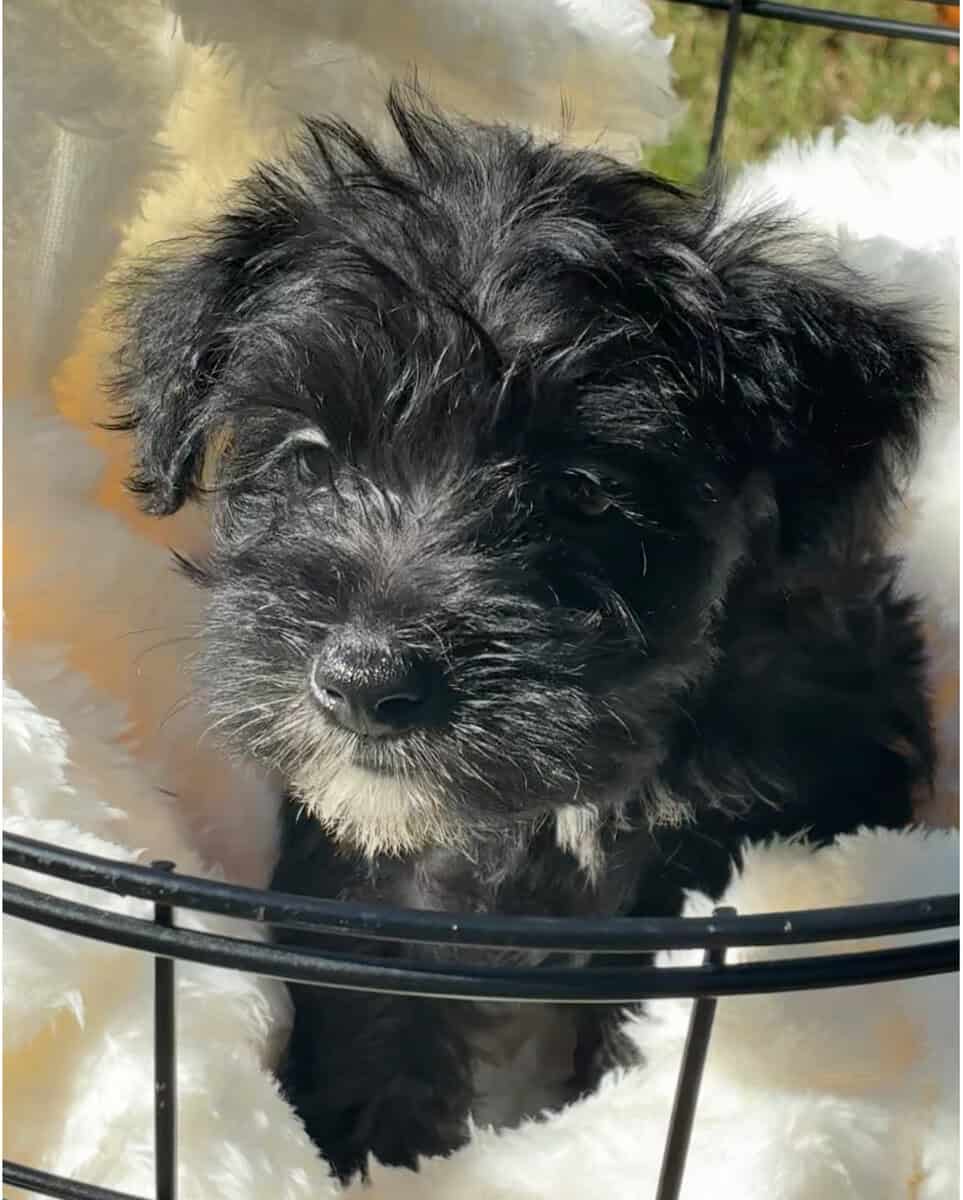 2 schnauzers for sale(feel free to buy one) image 1