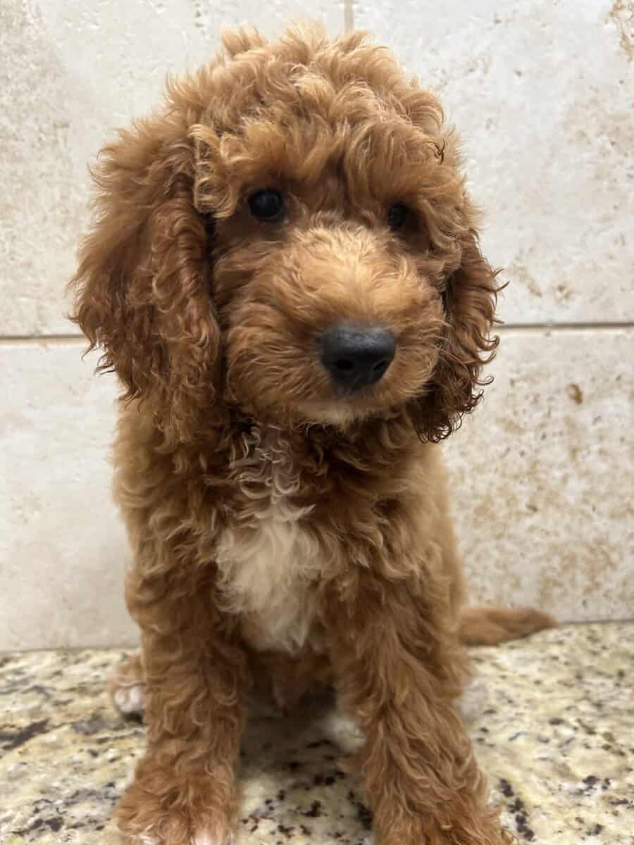 Goldendoodle image 5