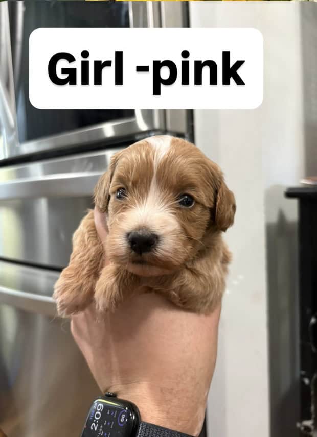 mini goldendoodle image 3