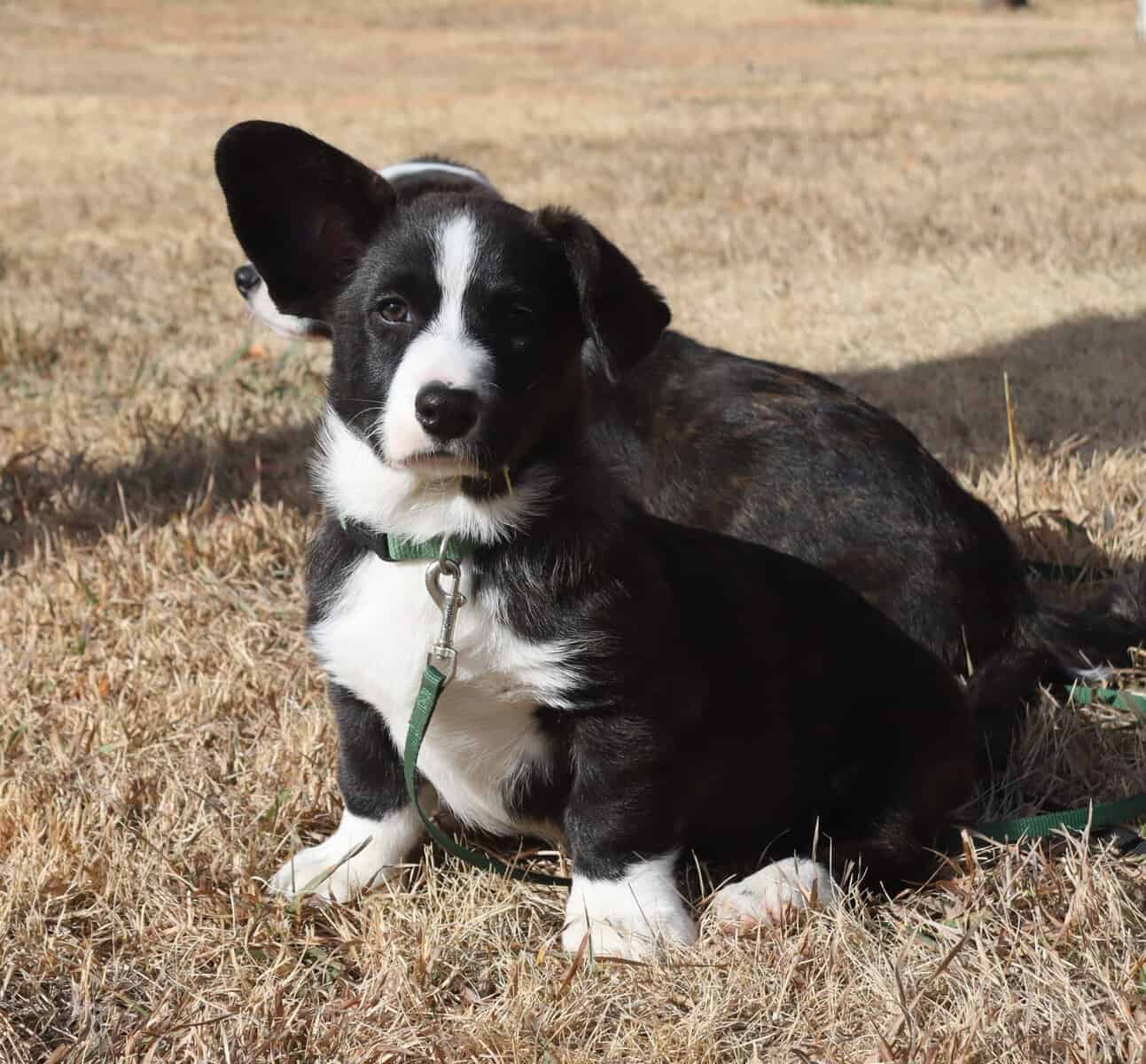 Purebred Cardigan Welsh Corgi Mr Green image 1