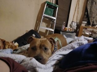 Naya needs a new home with fenced in yard