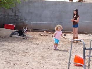 Super friendly husky for rehoming