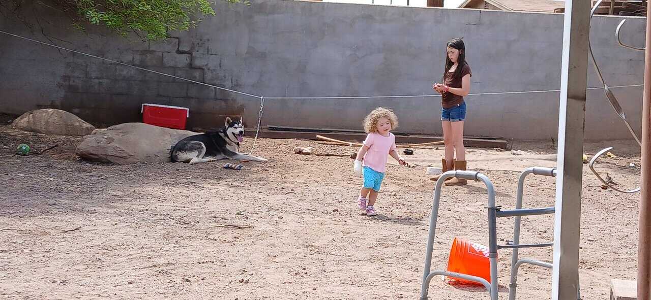 Super friendly husky 86 lb rabies and parvo update image 1