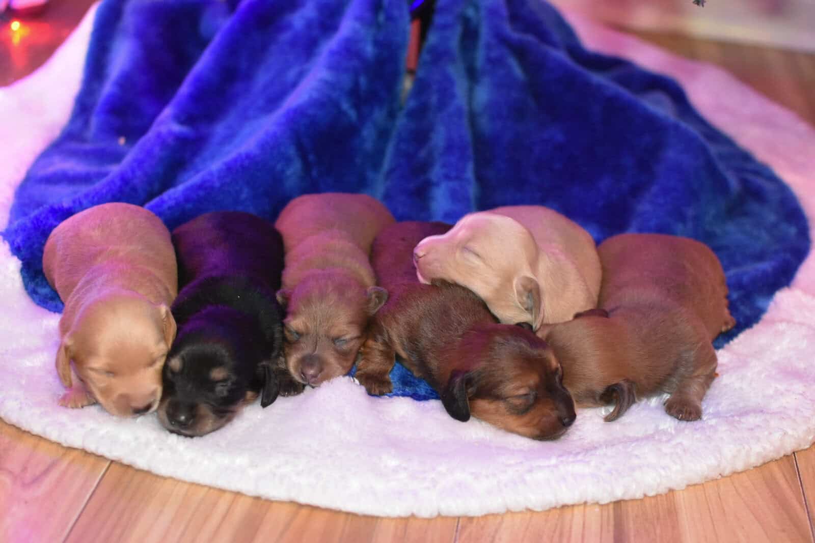 Miniature Dachshund Boys image 3