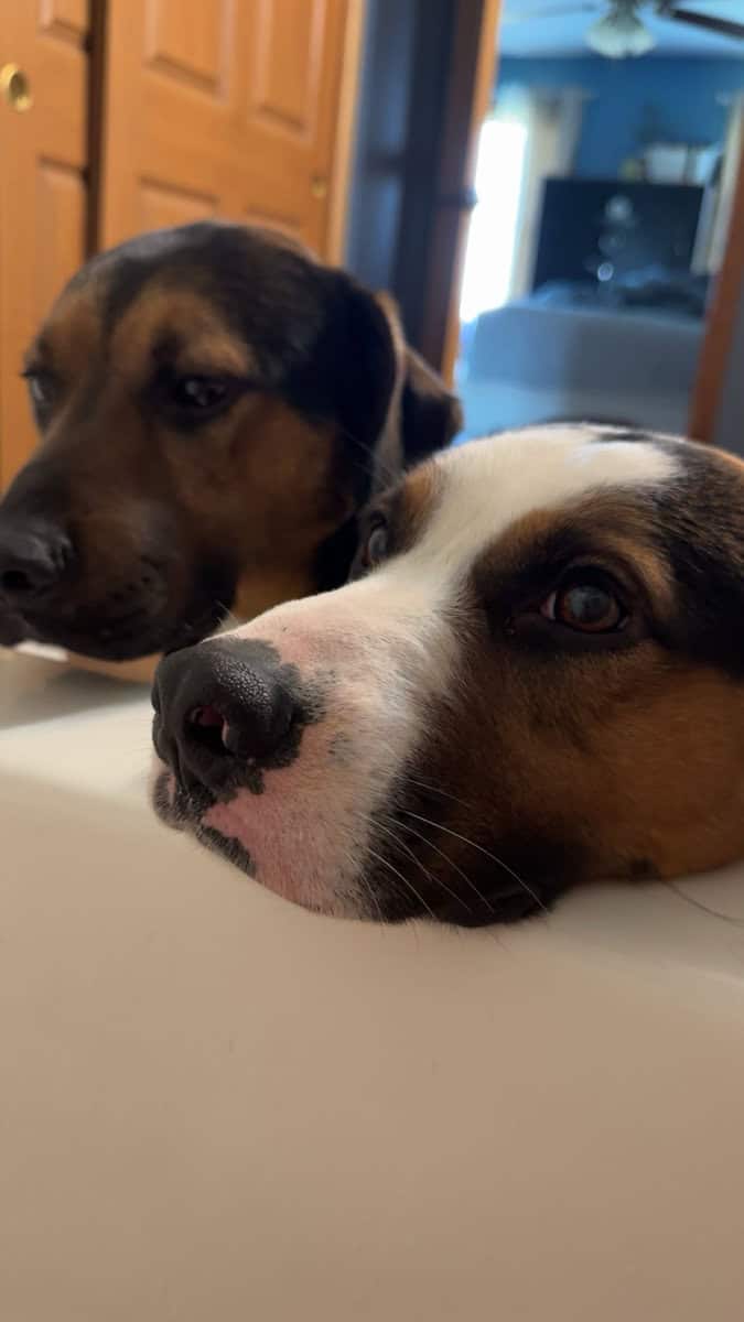 2 male mixed breeds for free image 1