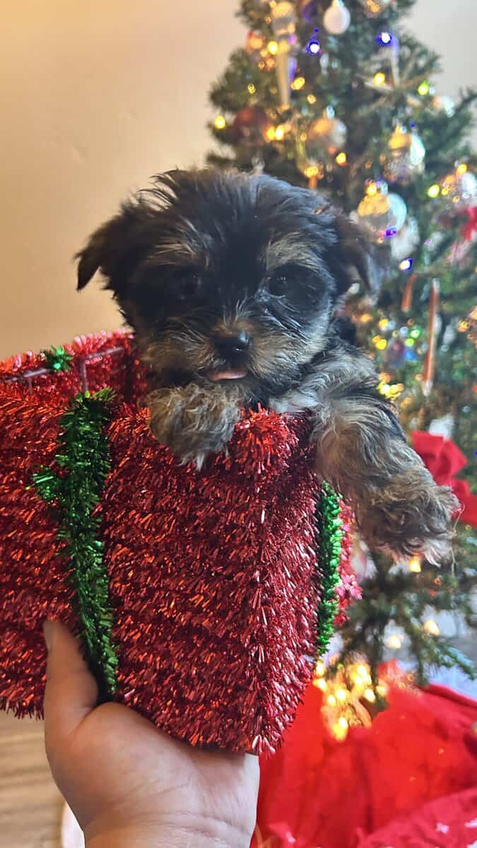 Yorkies/small/health guarantee/shots/deworm/idaho image 4