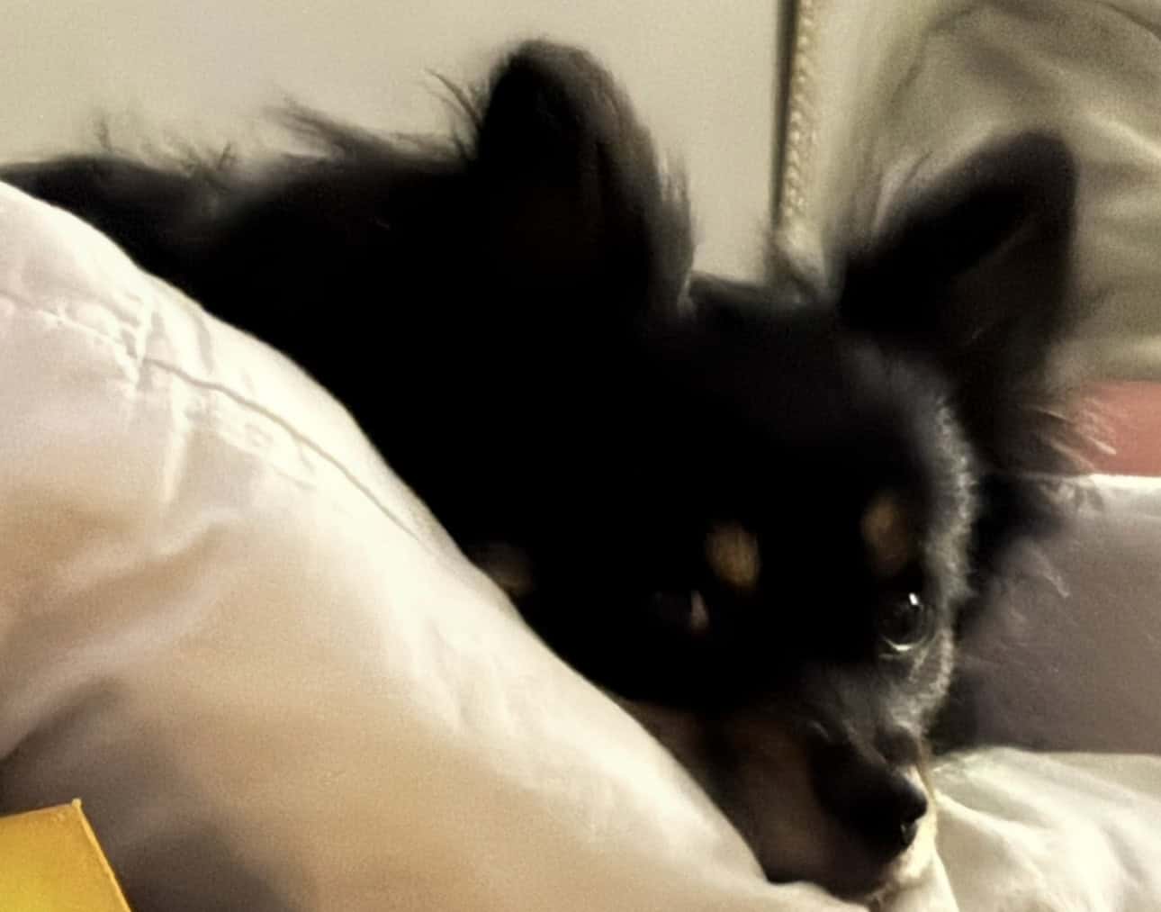 German Spitz ‘Enzo’ image 3