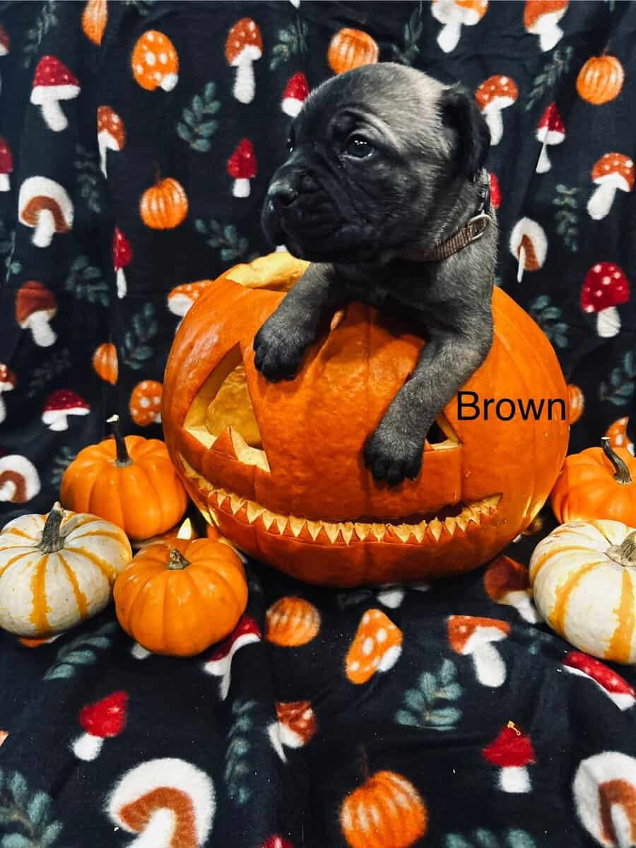 CCC's Kennel Cane Corso Puppies image 17