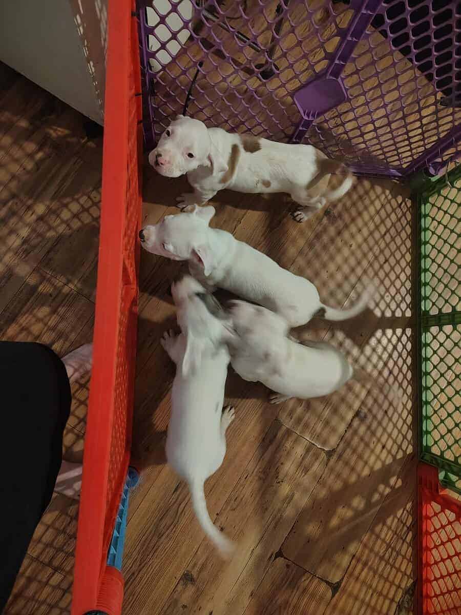 Rehoming-pitbull puppies image 9