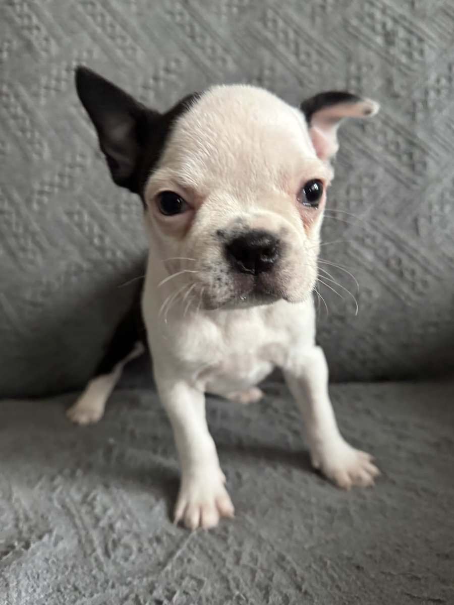 Purebred Boston Terrier Puppies image 2