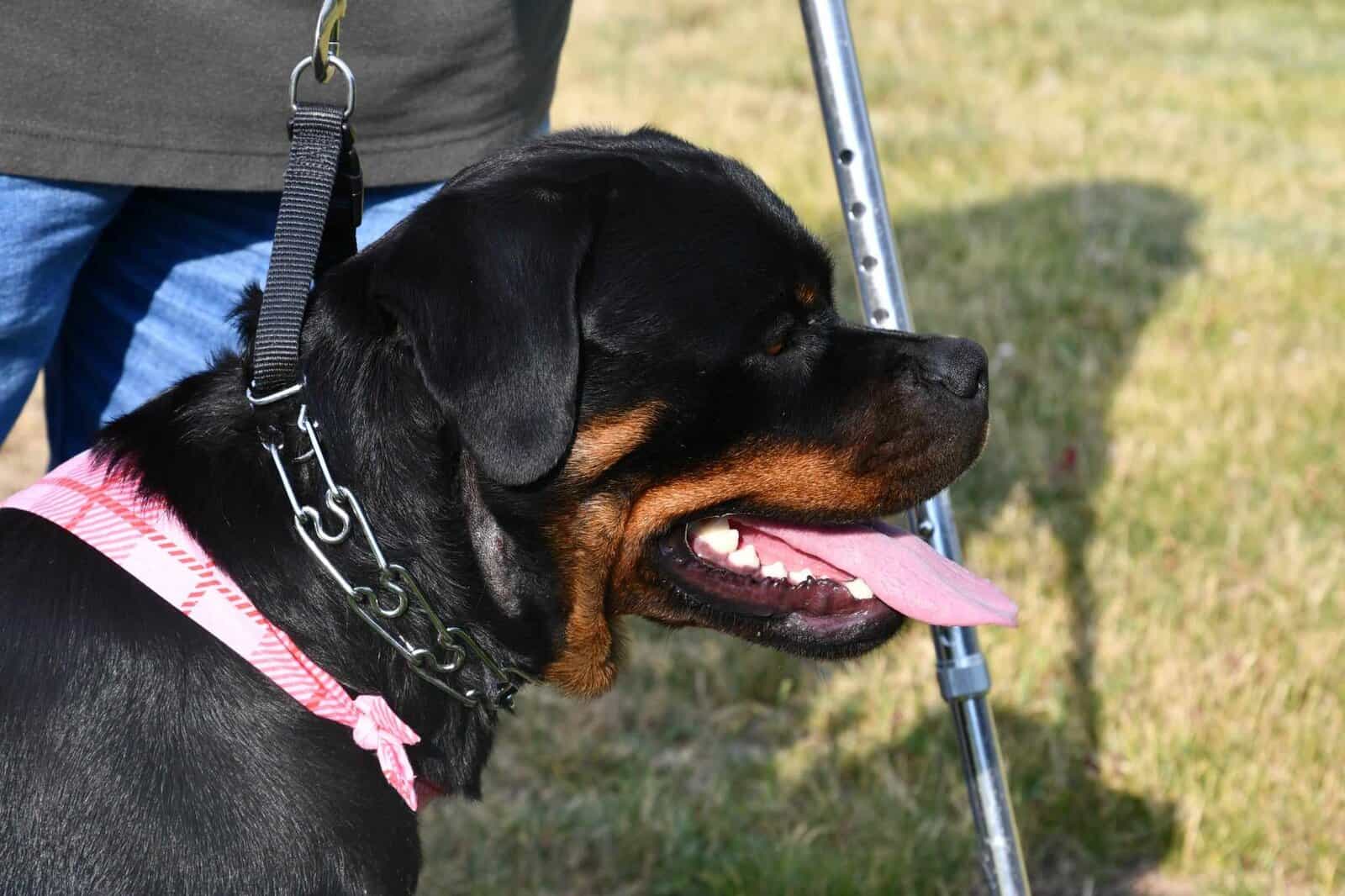Serbian Rottweiler's image 4