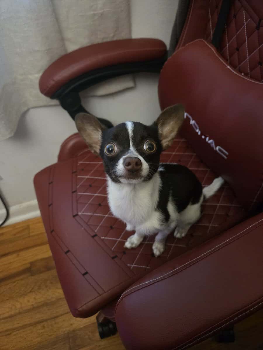 8 month old Chihuahua puppy image 1