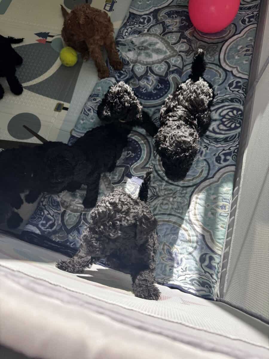 Standard Poodle Puppies – Family Raised – Ready image 4