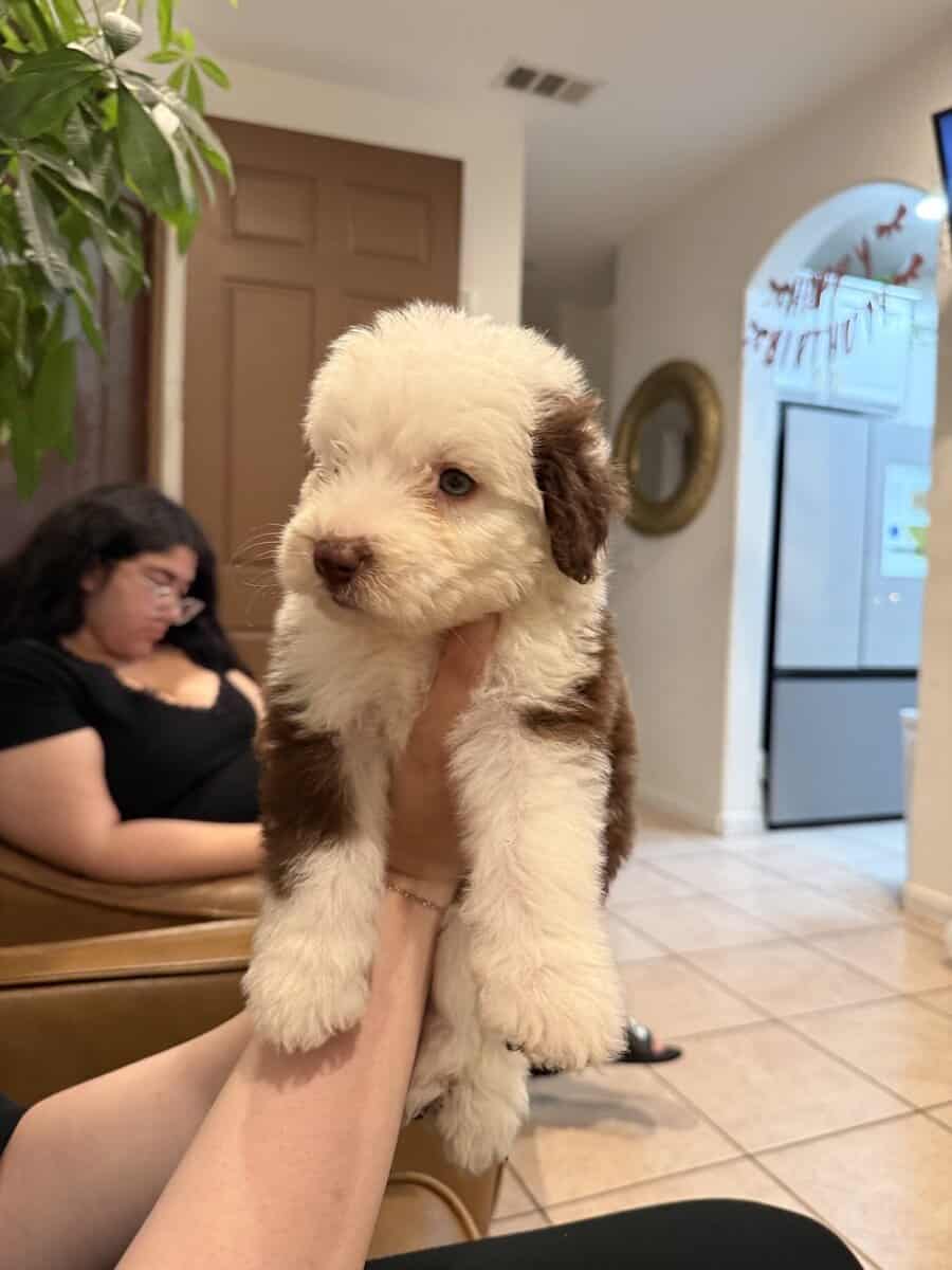 Sheepadoodle puppies image 4