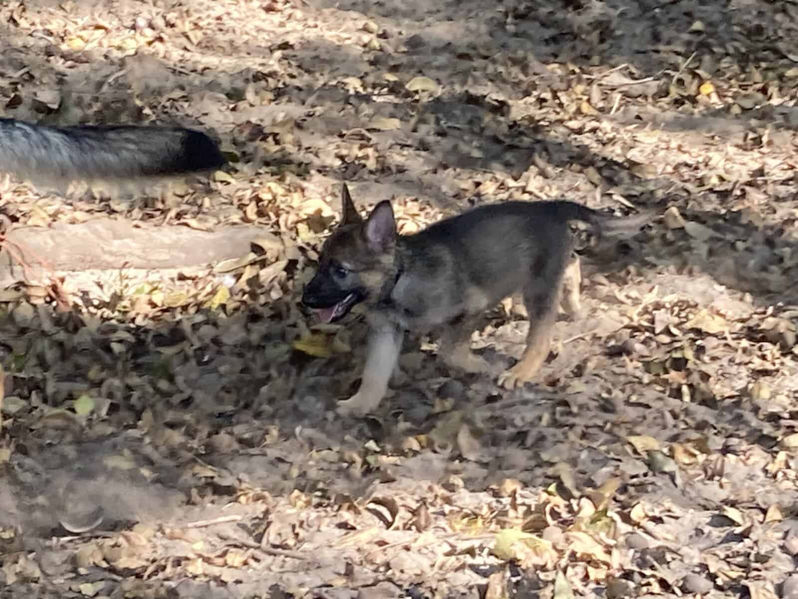 GSD Christmas puppies! image 5