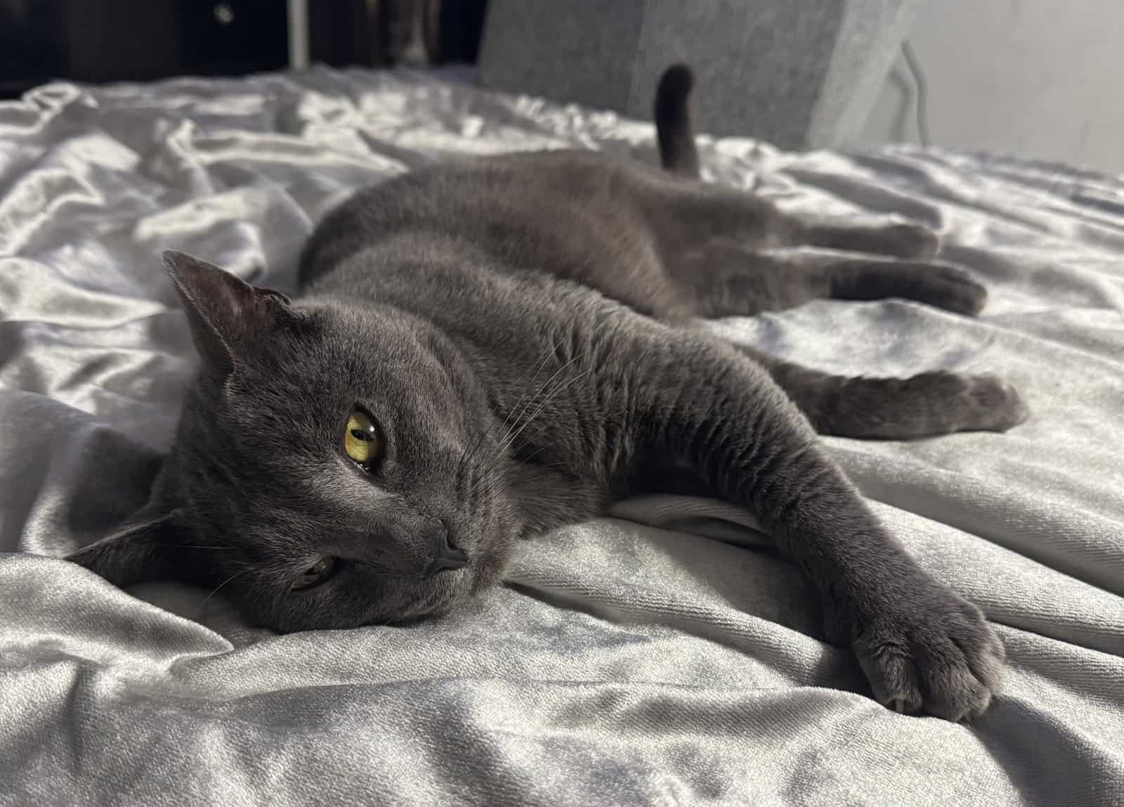 KitKat aka Mojo image 2