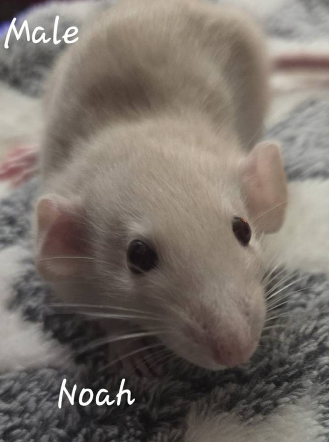 Dumbo Ear Young Rats image 5